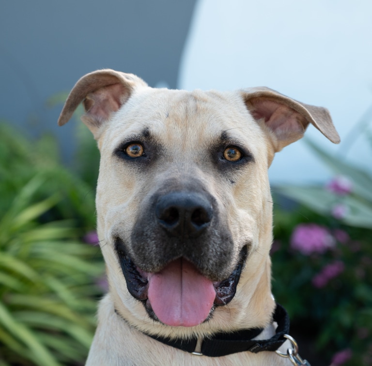 Humane Society at Lakewood Ranch