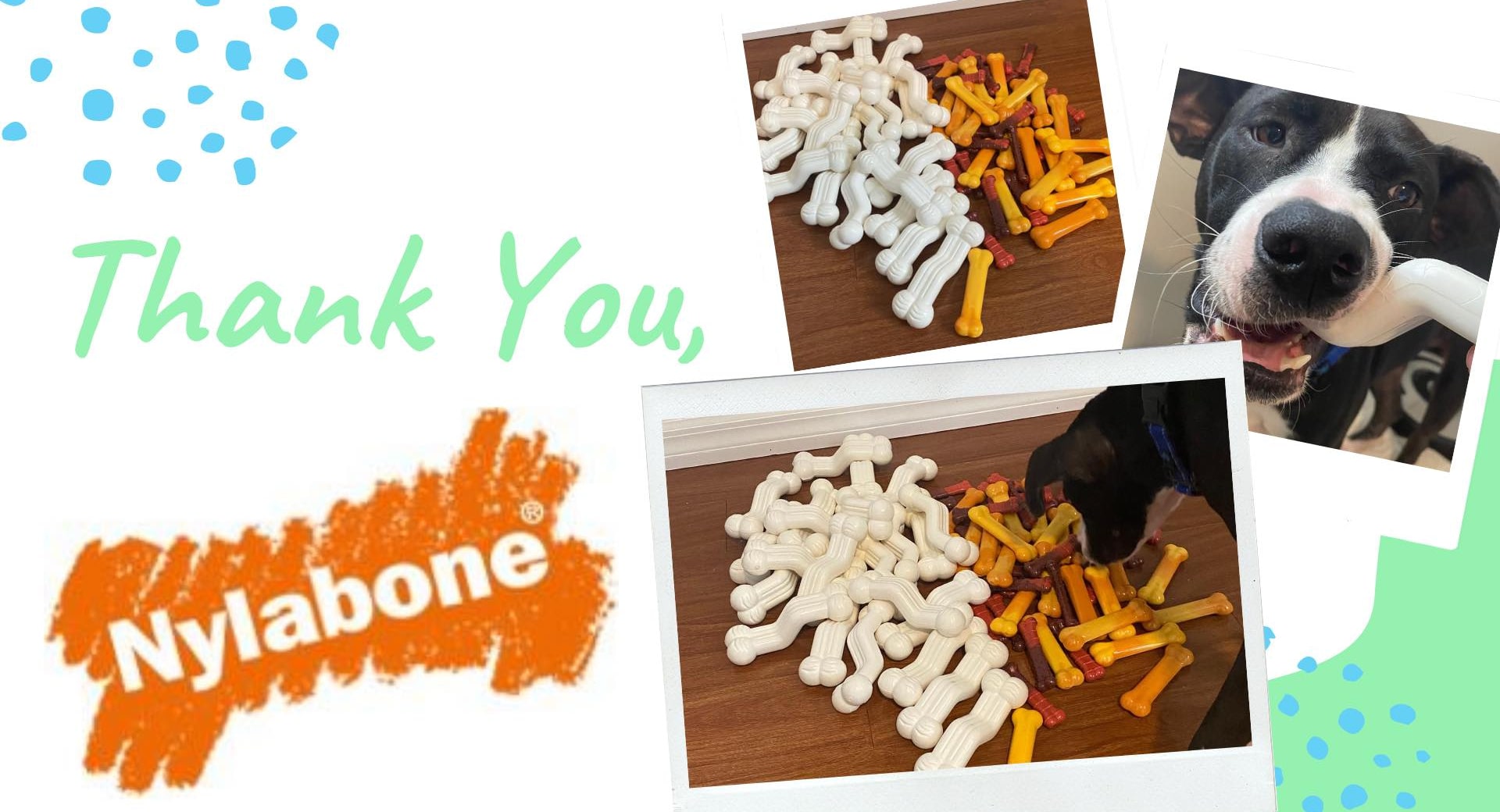 Thank you Nylabone!