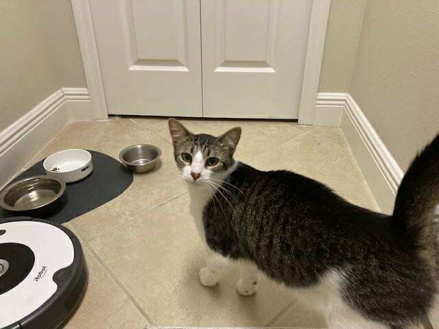 Casper_at_home_3.jpg