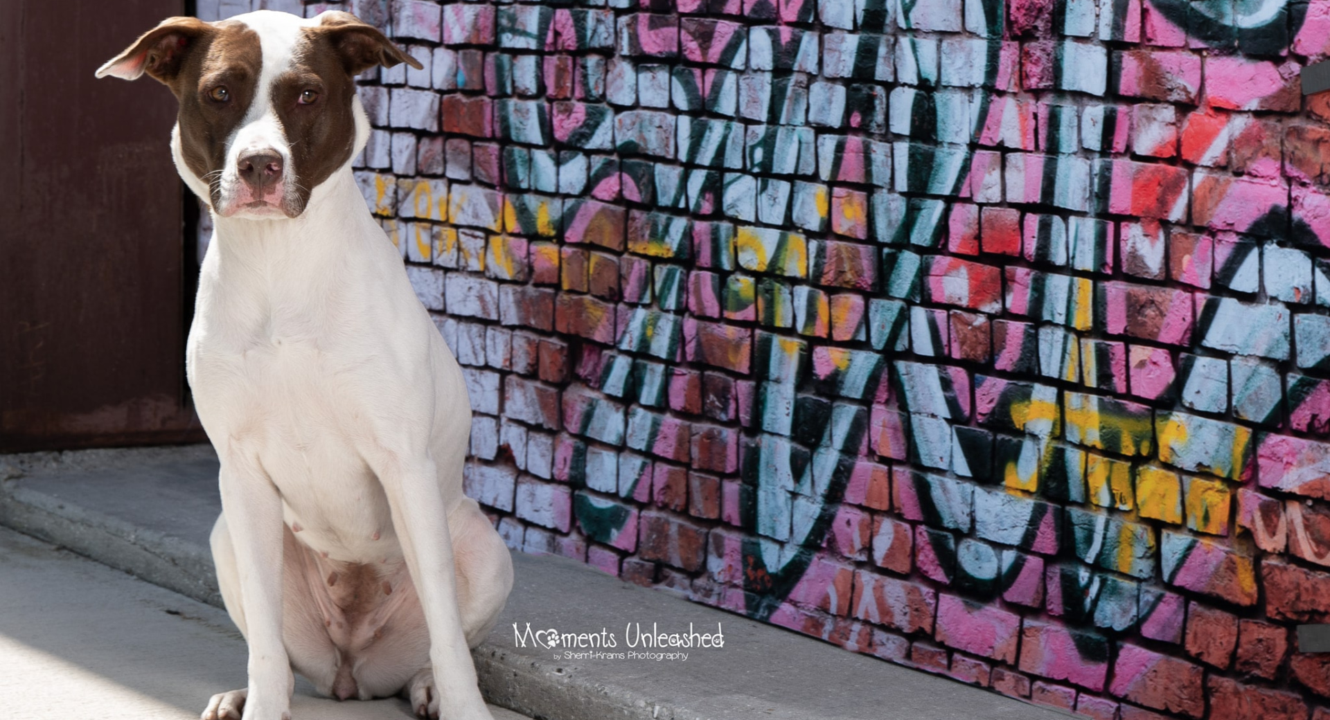 Daisy (Dog)
