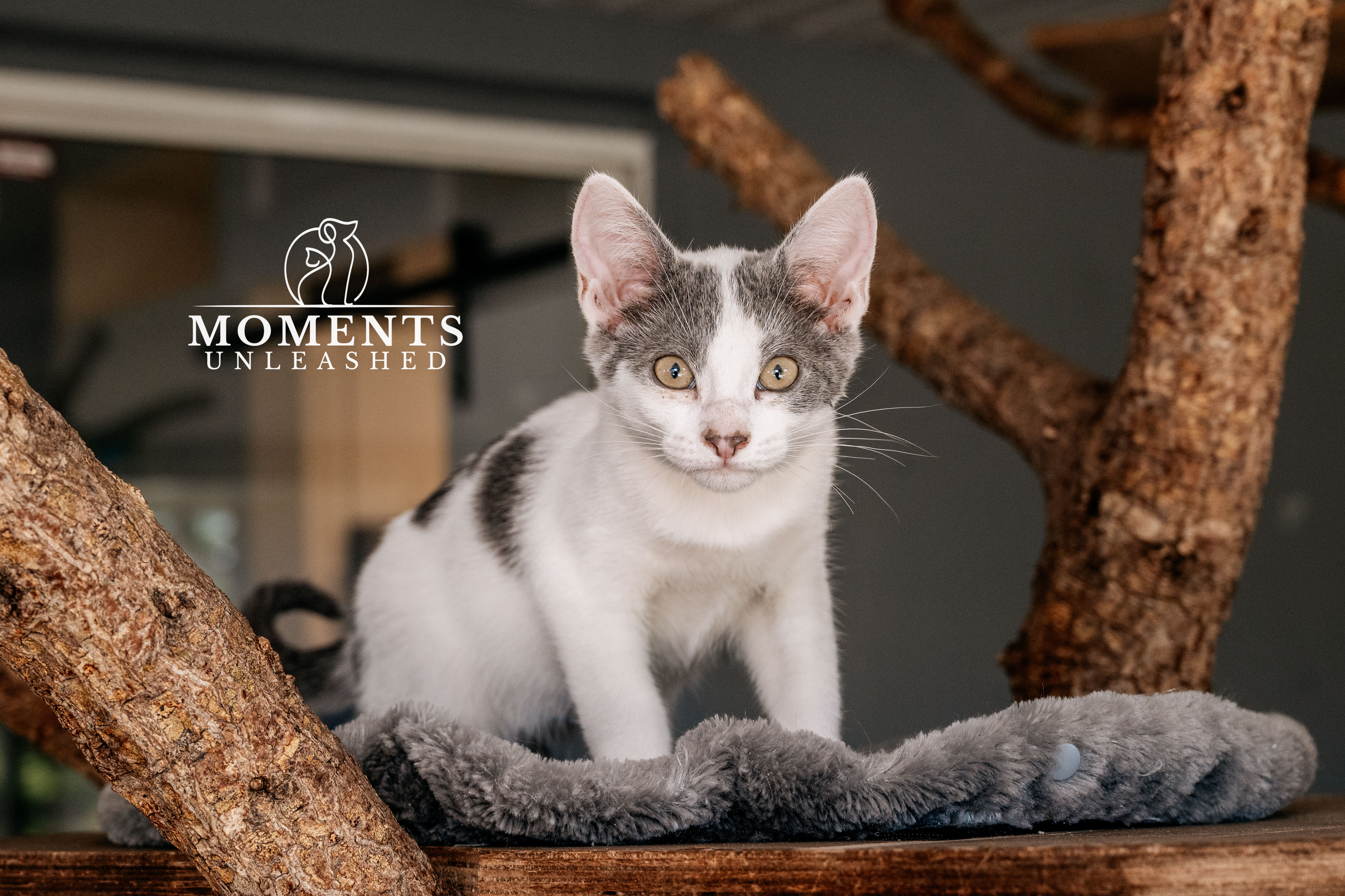 MeowthDSC_0263.jpg
