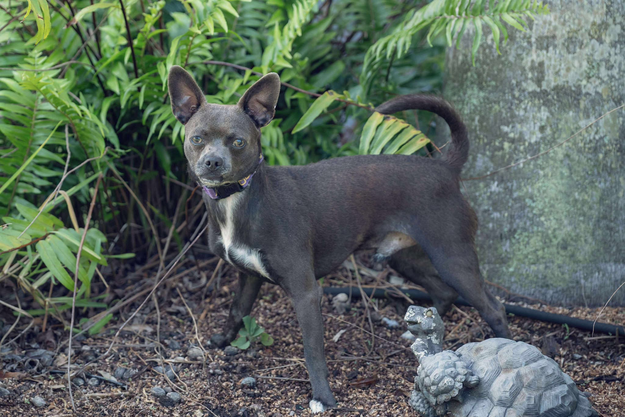 bark_Wahlberg_3.jpg