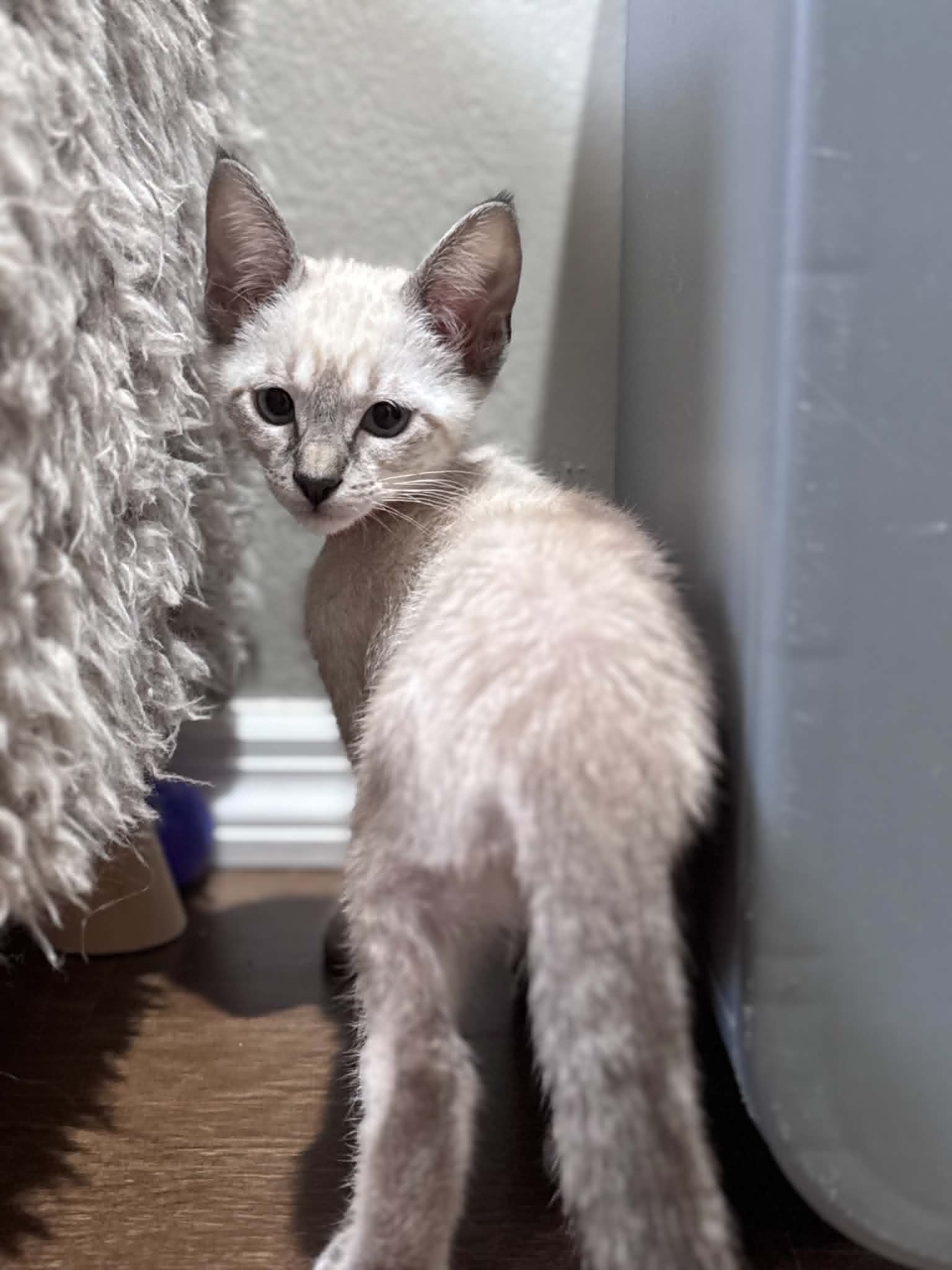 mew.jpg