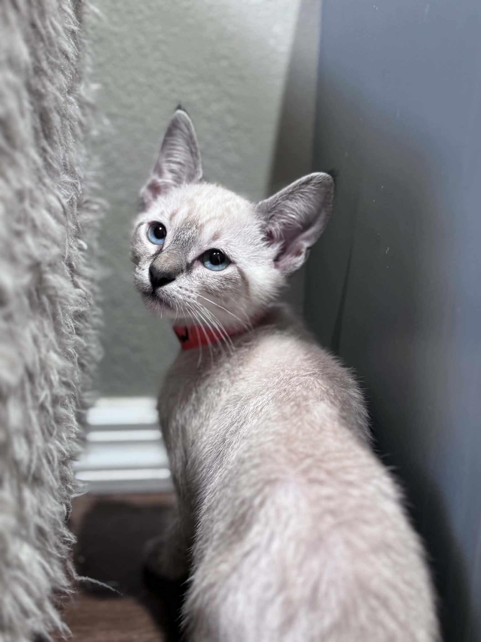 mew_4.jpg