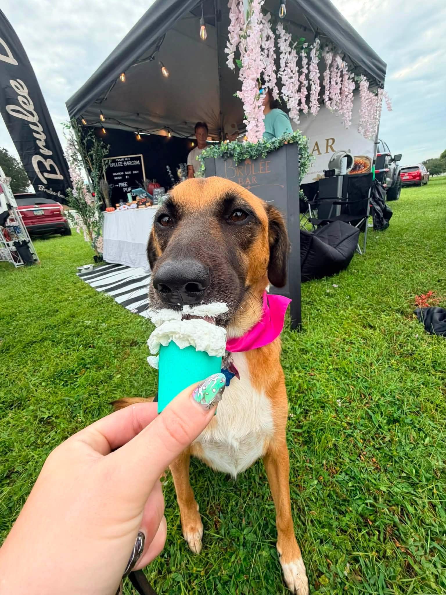 nala_10.jpg