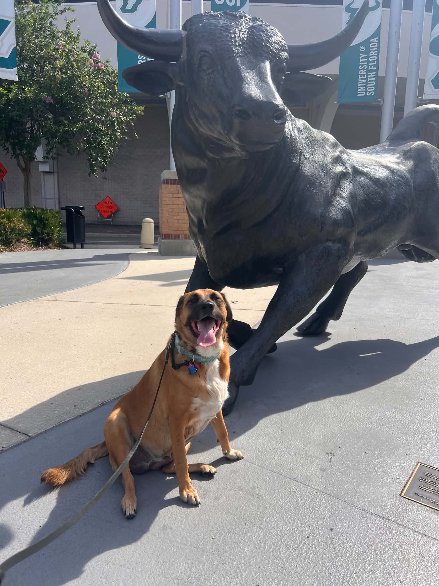 nala_4.jpg
