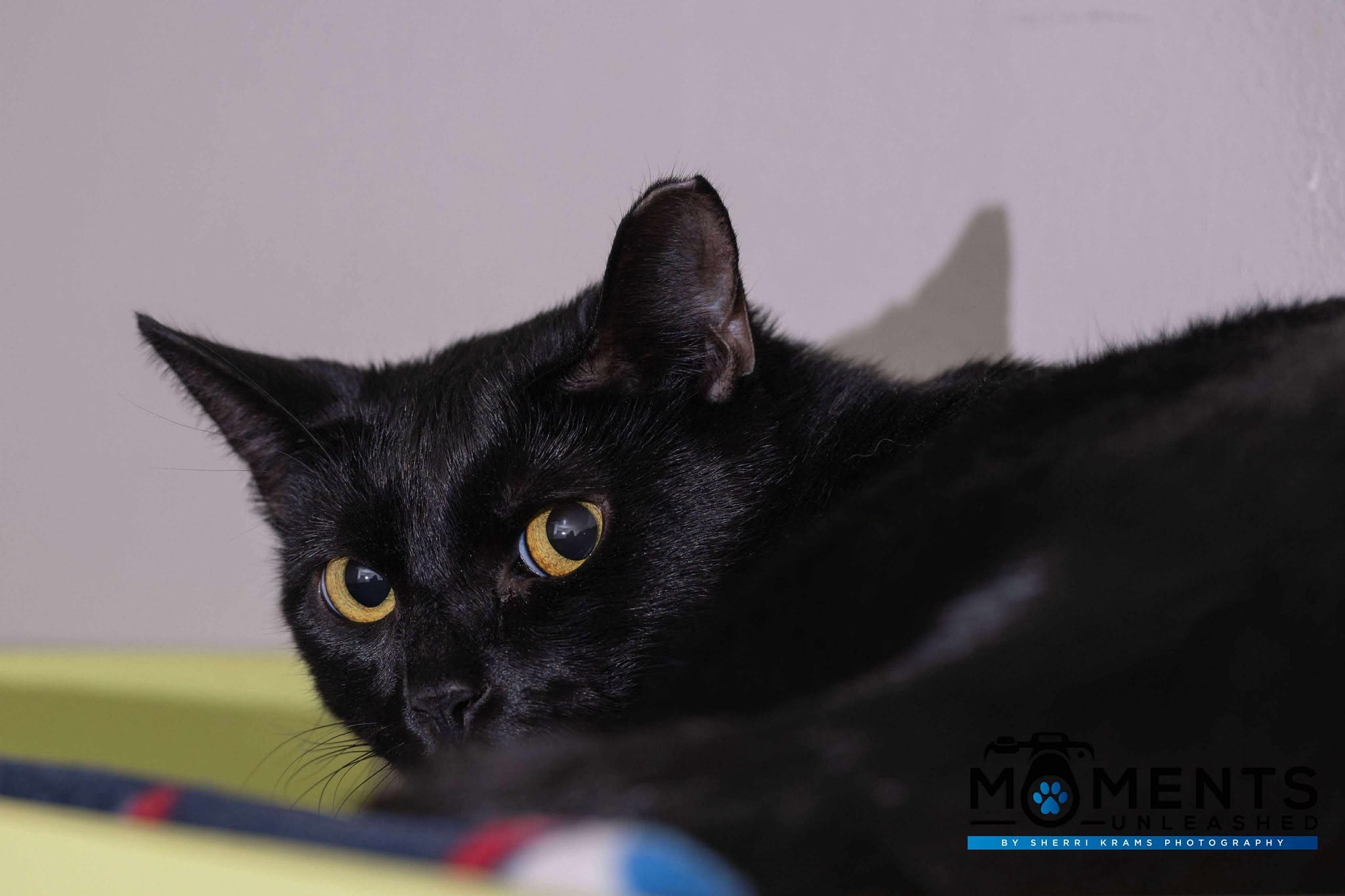 onyx-0002.jpg
