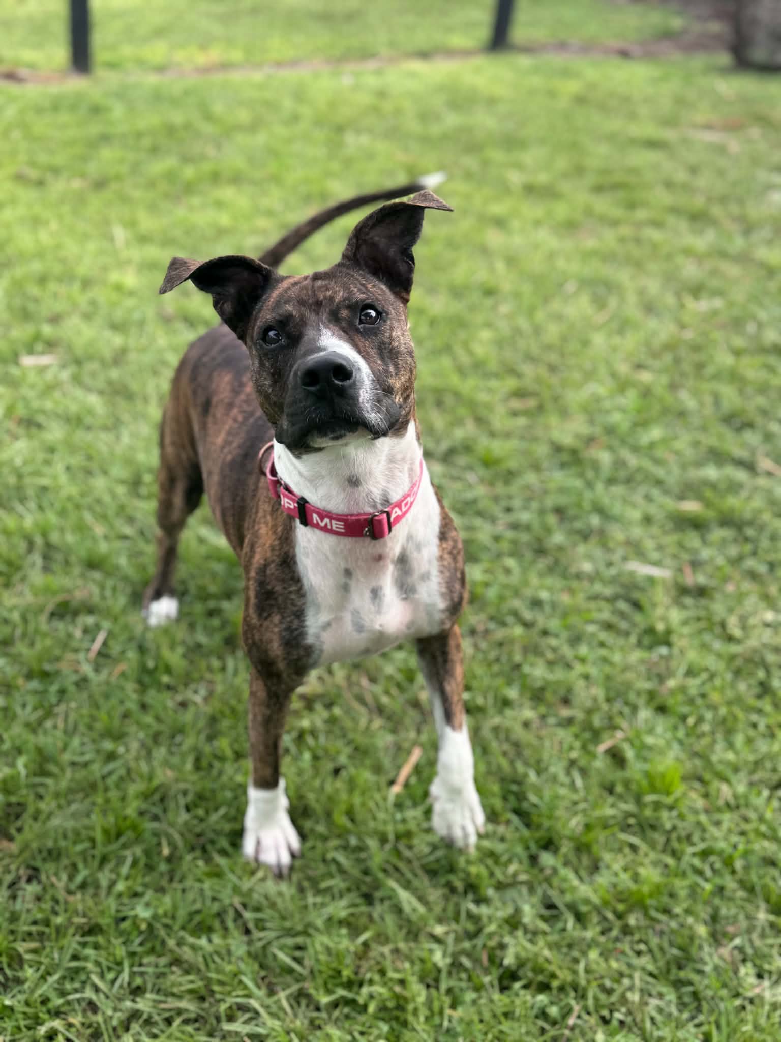 pepper_3-0001.jpg