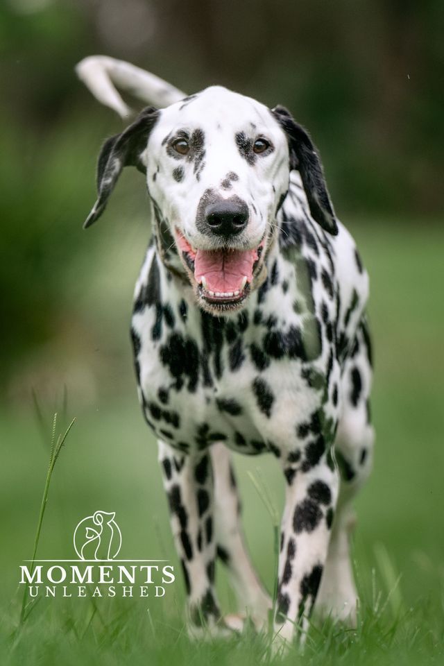 pongo_3.jpeg