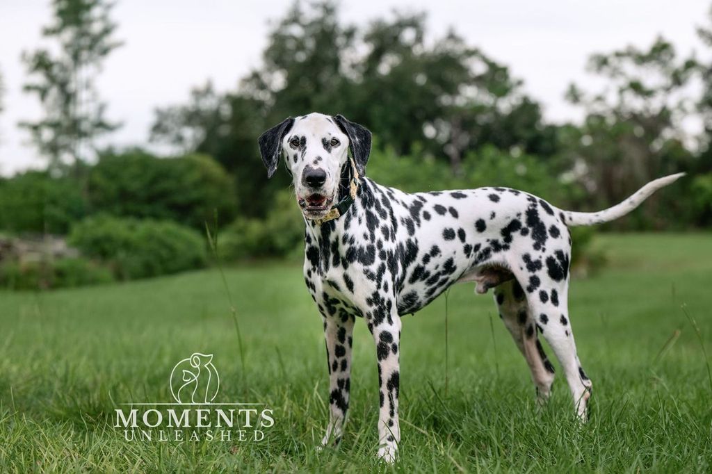 pongo_4.jpeg