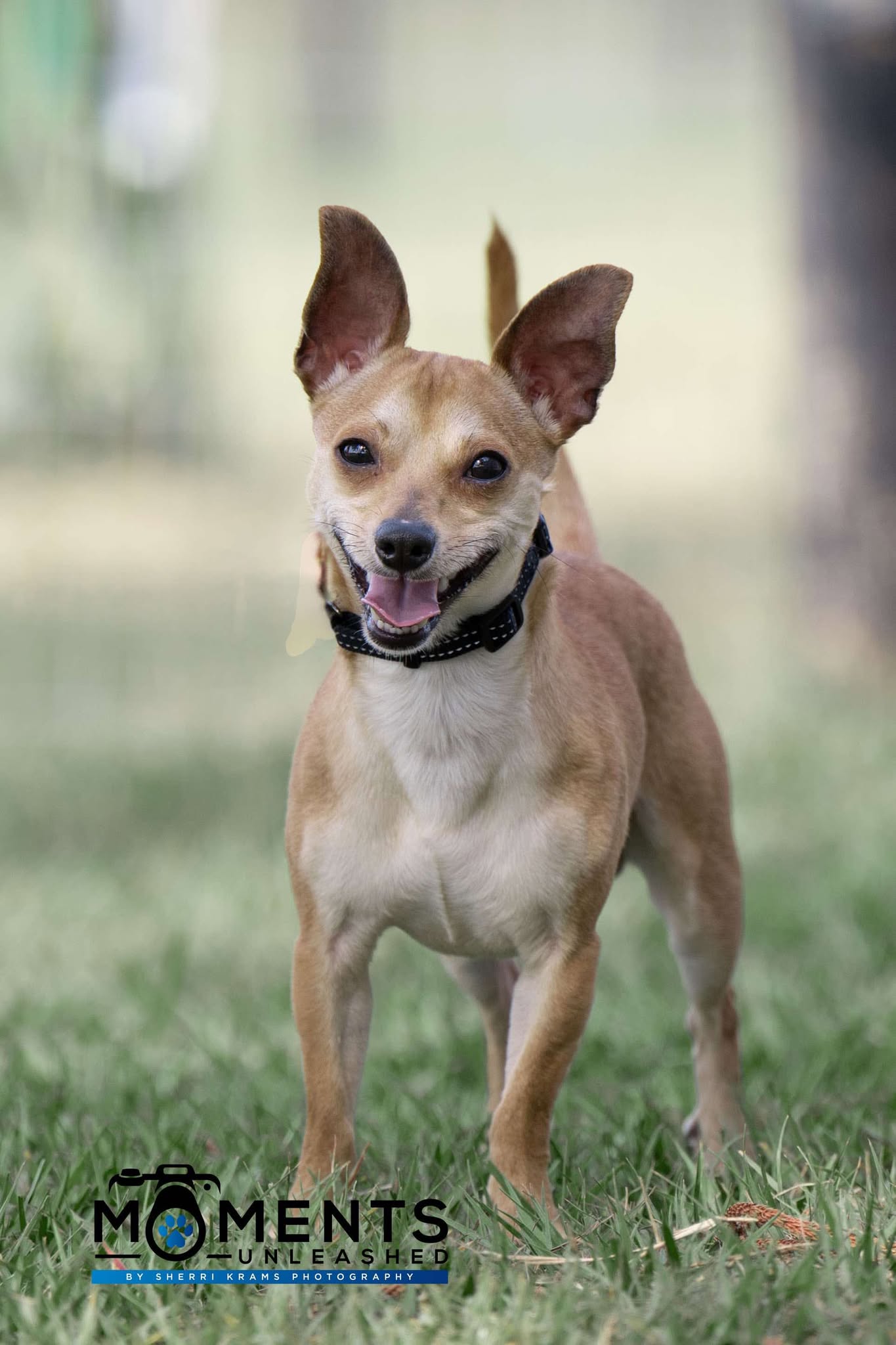 zoomie_2.jpg